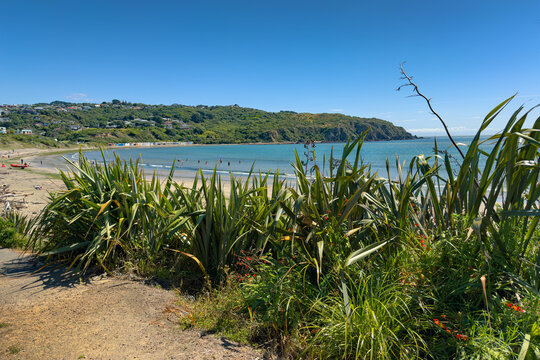 Tītahi Bay beach, Porirua, Wellington, New Zealand with native harakeke flax in foreground.