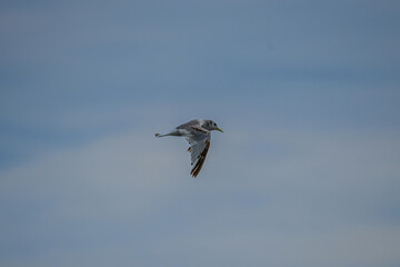 birds flying in the sky