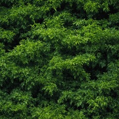 Fototapeta premium close up of green moss