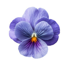 Isolated Pansy Violet