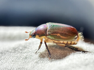 Close up of chafer beetle (Anomala cuprea), macro shot of chafer beetle