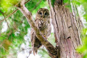 野生のフクロウ