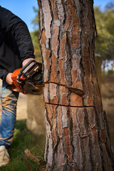 cutting down a tree for firewood wood saw