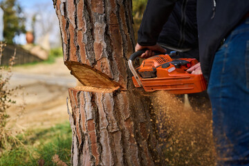 cutting down a tree for firewood wood saw