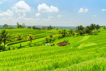 Awesome view of scenic rice terraces in Bali, Indonesia
