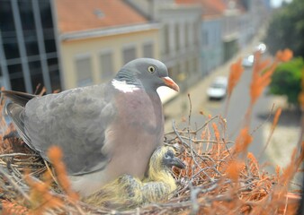 The dove warms the pigeons. Doves and young squabs. A pair of pigeons have made a nest in a plant box on a window sill. The concept of bird life in the urban area