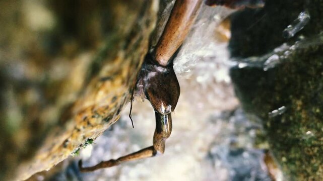 A stream of a mountain stream pours onto a dry stick
