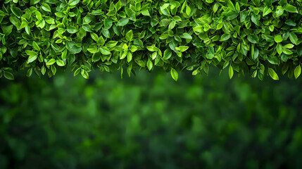 Obraz premium Lush Green Leaves Forming Dense Foliage Background with Natural Textures