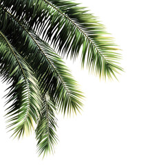 Isolated Vibrant Palm Tree Fronds for Tropical Design