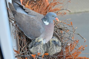 The dove warms the pigeons. Doves and young squabs. A pair of pigeons have made a nest in a small flower box on a window sill. The concept of bird life in the town. View from above