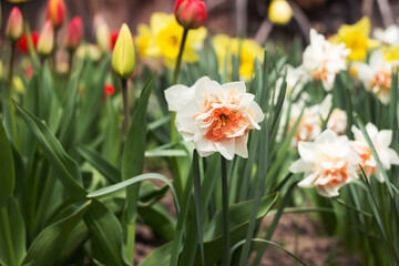 Obraz premium Terry white daffodil with a pink centre blooms in the garden in spring against a background of other bright flowers.