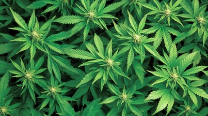 Lush Green Cannabis Leaves in Natural Outdoor Environment