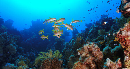 Obraz premium Underwater photograpby of a beautiful coral reef landscape and scenery. From a scuba dive in the deep south of Egypt near the Sudan border. 