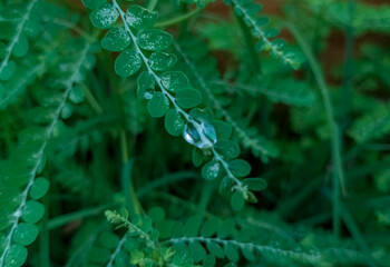 raindrops on the tip of a small leaf