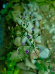 small purple flower shoots