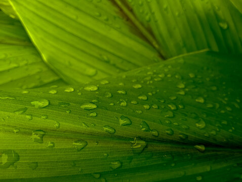 green leaf with drops of water