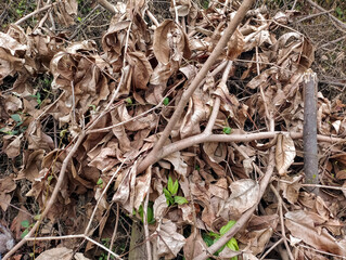 close up of a pile of dried leaves