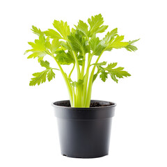 Naklejka premium Fresh Celery Plant in Black Pot, Garden Herb, Green Leaves