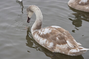 Chicks of white swans in winter on the lake.