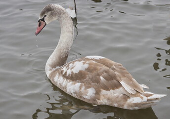 Chicks of white swans in winter on the lake.