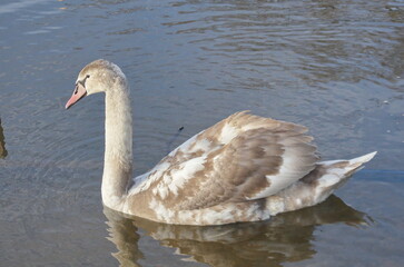 Chicks of white swans in winter on the lake.