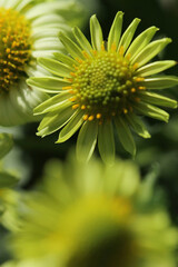 green daisy on green