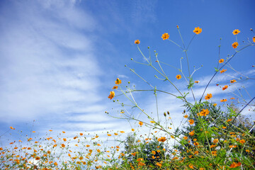 青空と黄色いコスモス