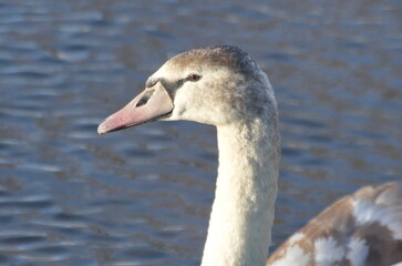 Chicks of white swans in winter on the lake.