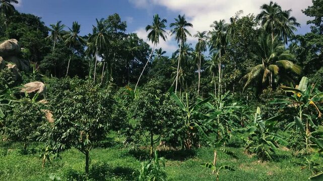 Panoramic shooting of a beautiful jungle with a rocky hill covered with dense vegetation