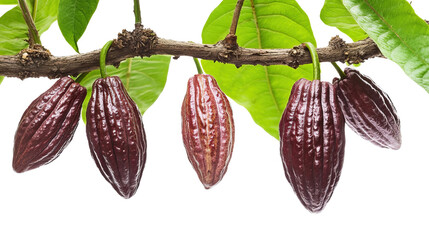 Branch cacao tree with beans and green leaves on transparent and isolated white background. Generated AI