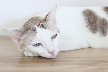 The cat lay on the wooden table