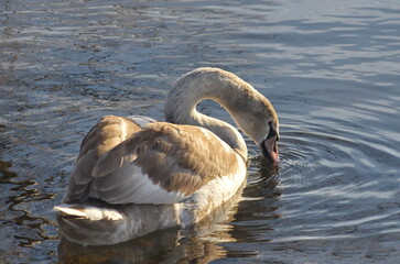 Chicks of white swans in winter on the lake.