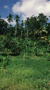 Beautiful jungle with a rocky hill covered with dense vegetation