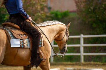 Palomino quarter horse at western show