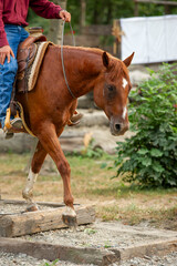 Brideless Horse passing logs in a mountain trail competition