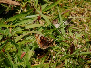 Common buckeye butterfly camouflage on the grass