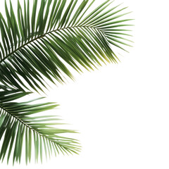 Obraz premium A vibrant Hawaiian flower illustration in high-resolution PNG format with a transparent background. Ideal for tropical designs, invitations, textiles, and digital projects.