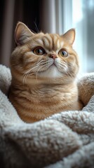 Curious orange cat sitting on a soft blanket near a window, observing the world outside during a calm afternoon
