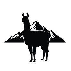 Fototapeta premium camels and camel