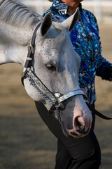 Grey quarter horse potrait