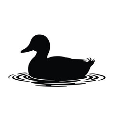 duck on white background