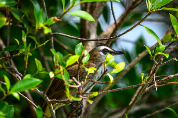 bird on a branch