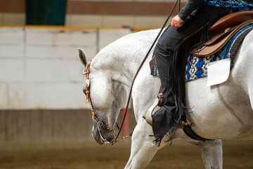 Grey quarter horse
