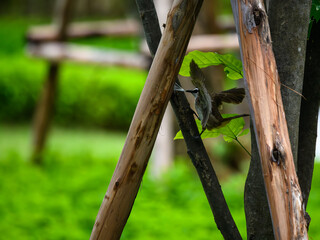 bird on a fence