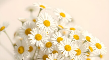 Fototapeta premium White daisies against a light background.