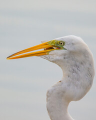 Brazilian Savannah Bird 
The birds of Brazil are very beautiful and have many colors