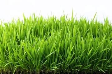 Fototapeta premium Lush Green Grass Lawn, Isolated, Perfect Smooth Texture, Panoramic View, Stock Photo