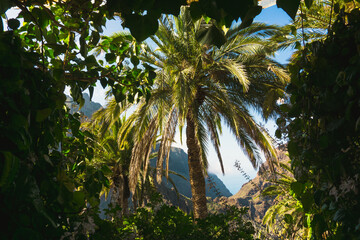 Window view to the splendid green nature with palm trees and epic natural scenery towards sea with cliffs in La Piedra, Tenerife, Canary islands, Spain.