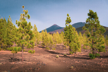Nature recover back the volcanic wasteland desert with first pioneer pine tree forest in the sand...