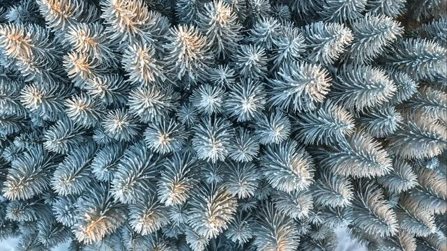 Close-up of frosty pine tree branches, showcasing detailed texture and winter scenery.